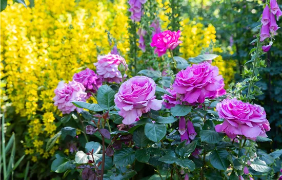 Rosen zurückschneiden und die Pflanzen damit gesund halten