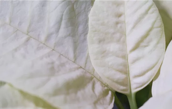 Weihnachtsstern (gelb) - Umtopfen