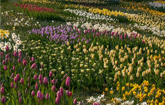 Zwiebel- und Knollenpflanzen zurückschneiden – Ja oder nein? 