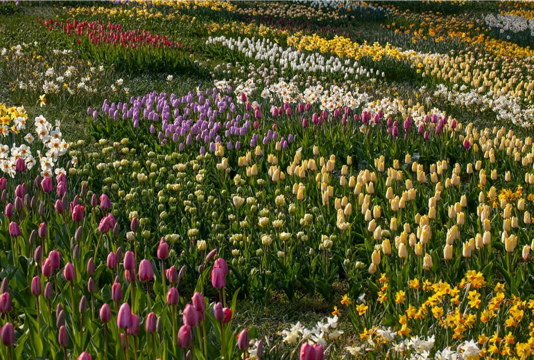 Beet mit Tulpen und Osterglocken
