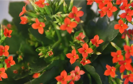 Flammendes Käthchen - Umtopfen