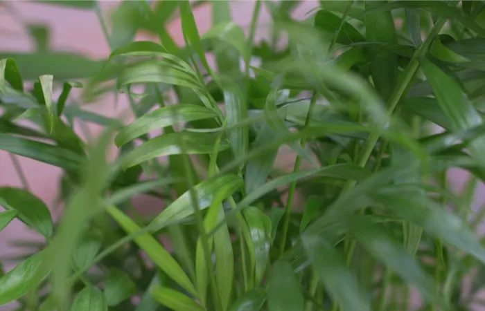 Mexikanische Bergpalme - Umtopfen