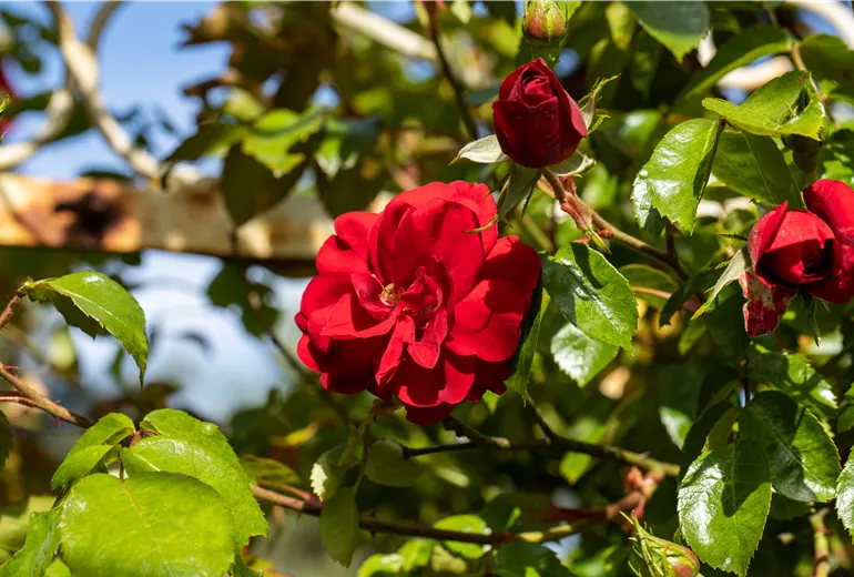 Kletterrose, rot
