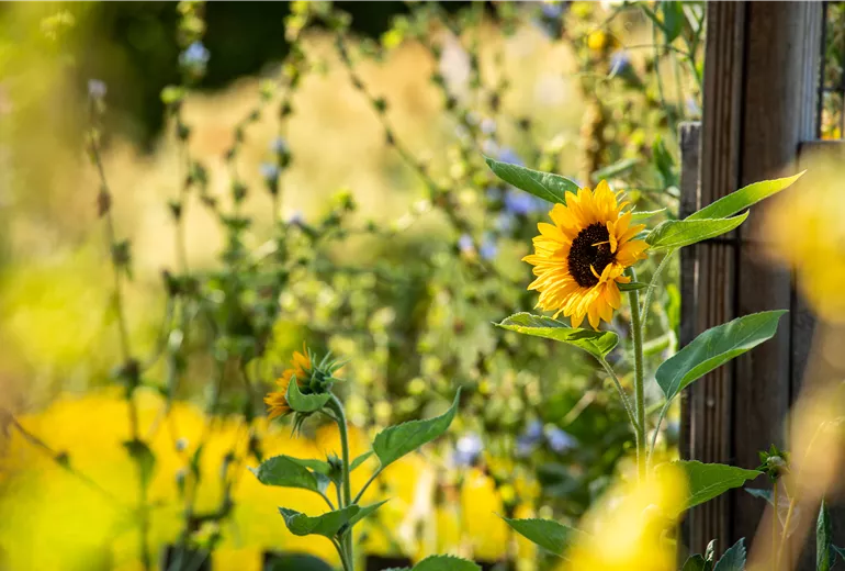 Helianthus annuus
