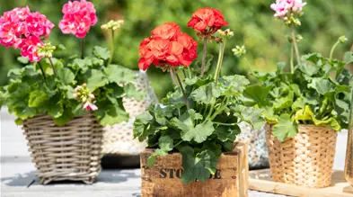 Pelargonium zonale 'Dolce Vita'