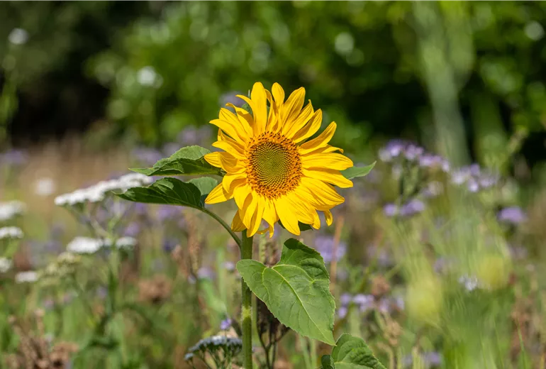 Helianthus annuus