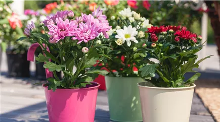 Chrysanthemum indicum