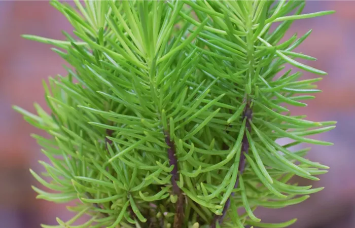 Senecio Himalaya - Umtopfen