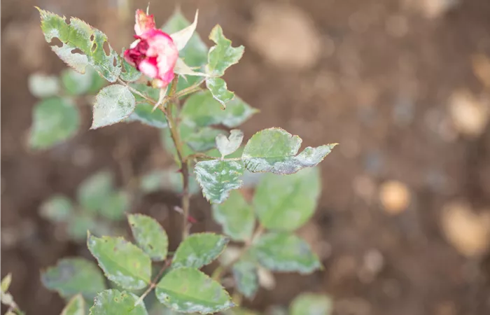 Die häufigsten Pflanzenkrankheiten erkennen und bekämpfen