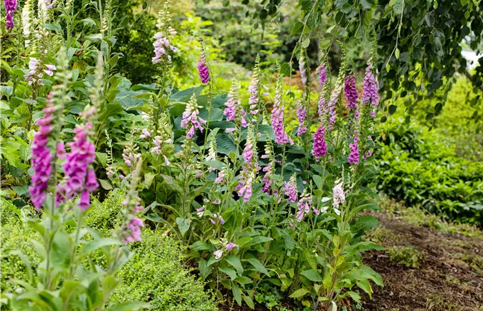 So wird’s richtig bunt - Stauden für jeden Standort im Garten