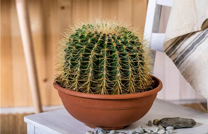 Kakteen und Sukkulenten kaufen für ein tolles Klima