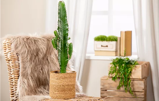 Kakteen und Sukkulenten schneiden – Ja oder nein?