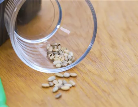 Artischocke - Aussaat