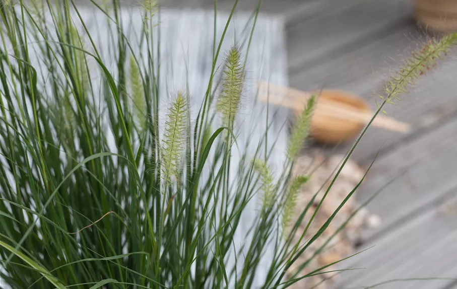 Pennisetum alopecuroides 'Hameln'