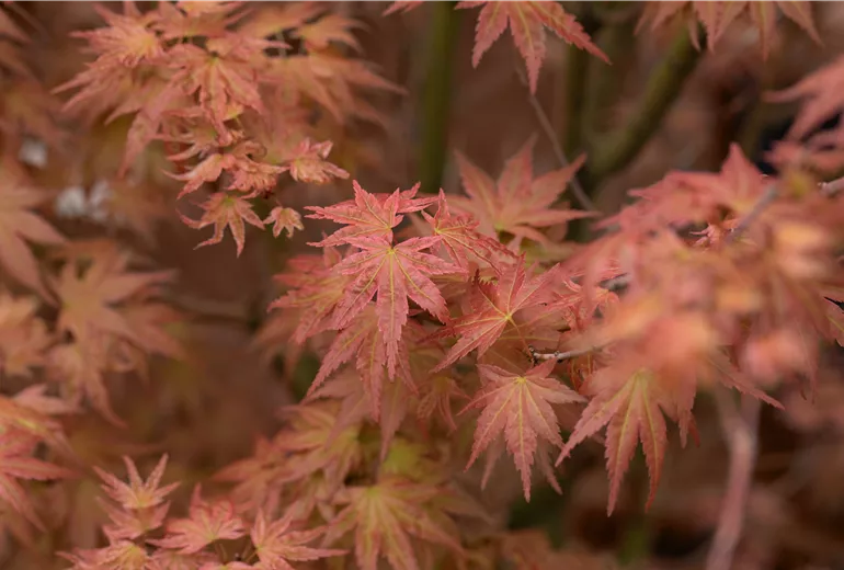 Acer palmatum 'Phoenix'