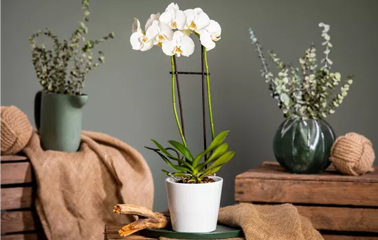 Orchideen pflegen für ein gesundes Wachstum Orchideen pflegen für ein gesundes Wachstum