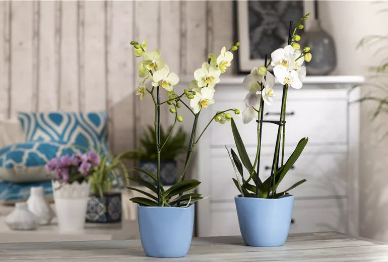 Phalaenopsis