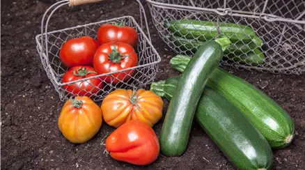 Gemüsemix (Tomaten, Zucchini)