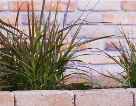 Afrikanisches Lampenputzergras - Einpflanzen im Garten