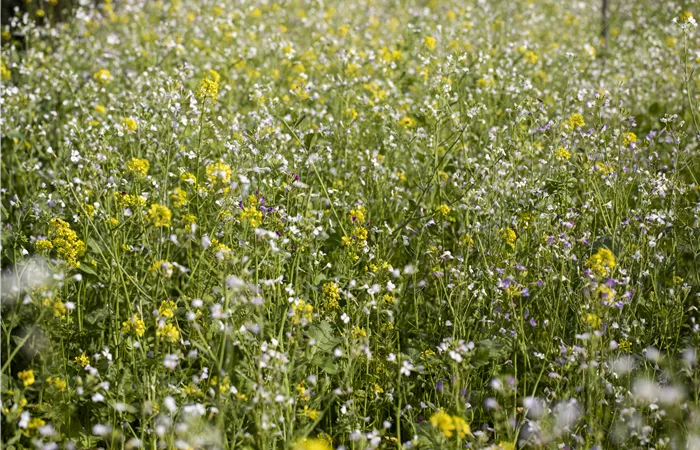 Mit einer Gründüngung zum gesunden Garten