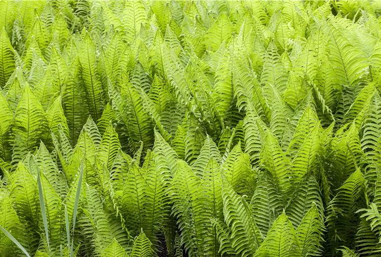 Athyrium