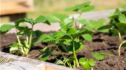 Erdbeerpflanzen im Hochbeet