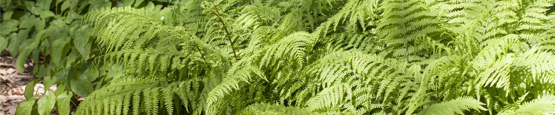GS430118.jpg GS430118.jpg