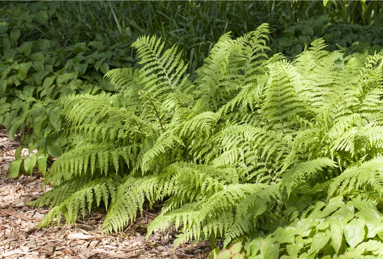 Osmunda