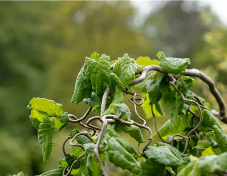 Beliebte Laubgehölze für den eigenen Garten