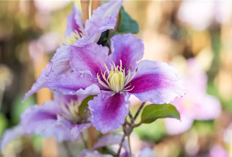 Clematis 'Piilu'