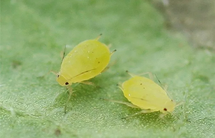 Schädlinge im Garten richtig erkennen und bekämpfen Schädlinge im Garten richtig erkennen und bekämpfen