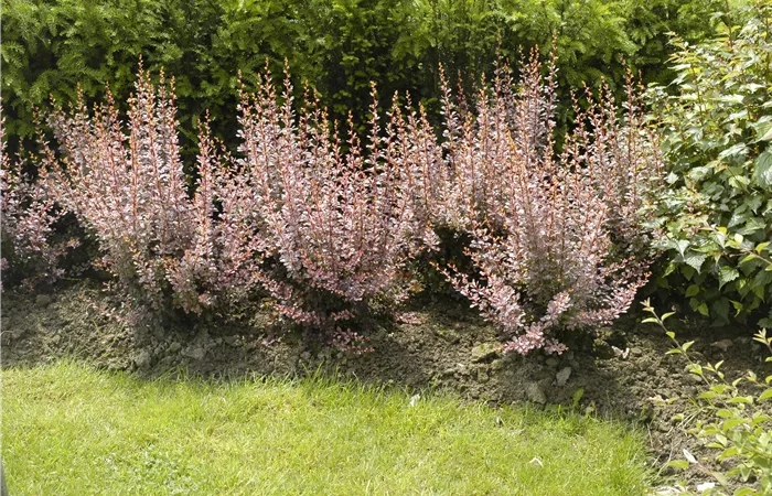 Berberitzen bereichern den Garten in jeder Hinsicht