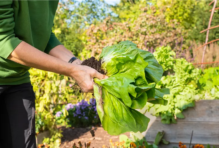 Gemüseernte - verdorbene Blätter vom Salat abtrennen