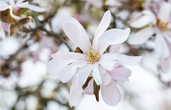 Frühblühende Gehölze zum Start ins neue Gartenjahr