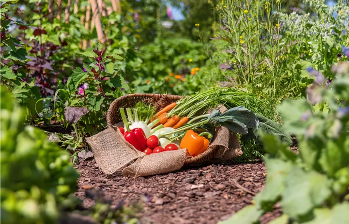 Gemüse und Kräuter pflanzen für besondere Aromen