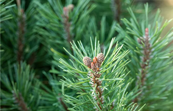 Die passenden Nadelgehölze für jeden Standort im Garten