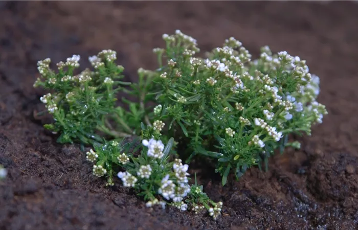 Schleifenblume - Einpflanzen im Garten