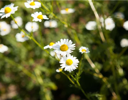 8 Pflanzen für die Gesundheit, die jeder kennen sollte 8 Pflanzen für die Gesundheit, die jeder kennen sollte
