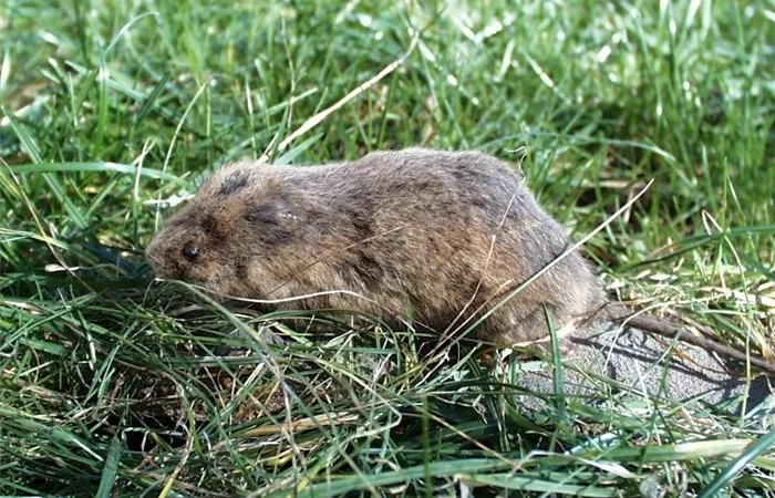Das jeweils richtige Mittel zur Schädlingsbekämpfung finden