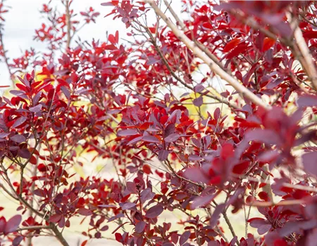 Ameise, Blattlaus und Co. – Laubgehölze vor Schädlingen schützen