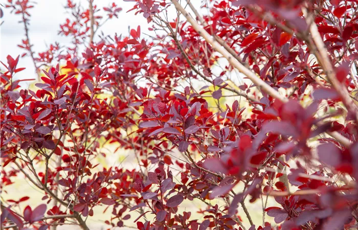 Ameise, Blattlaus und Co. – Laubgehölze vor Schädlingen schützen