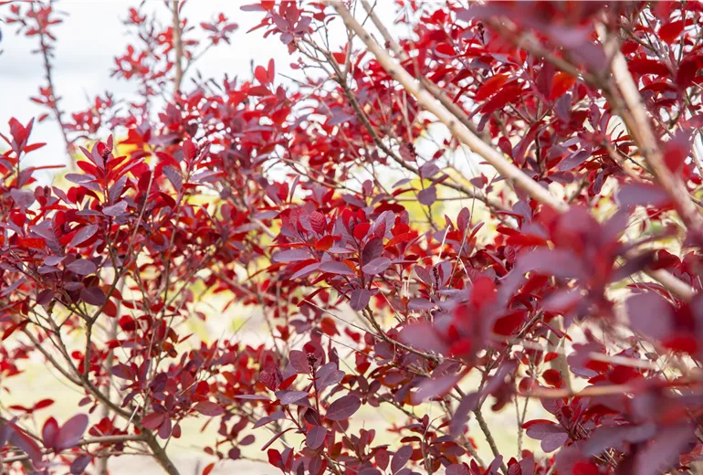 Cotinus coggygria 'Royal Purple'