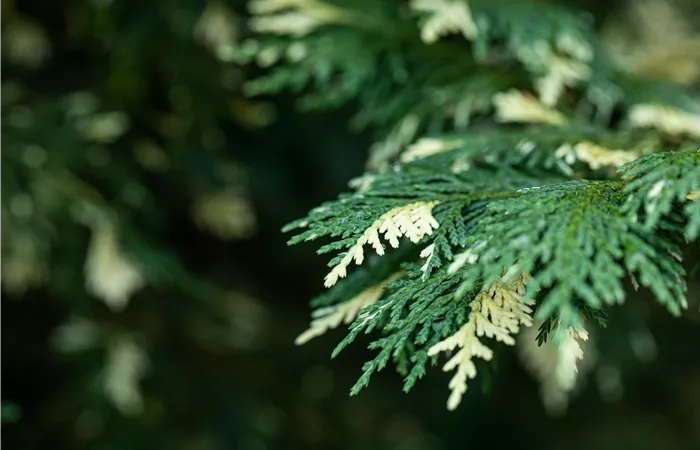 Nadelgehölze kaufen und das ganze Jahr Farbe genießen