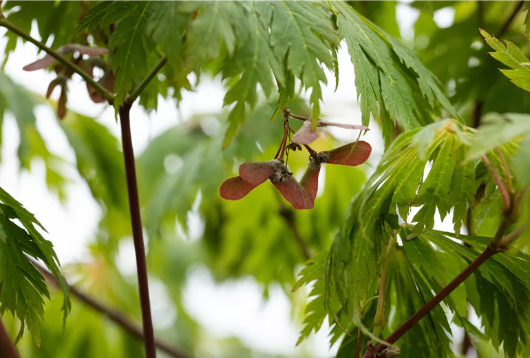 Acer japonicum 'Aconitifolium'