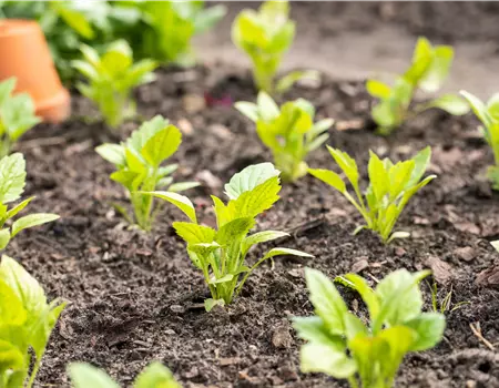 Aromatische Gartengestaltung mit Gemüse und Kräutern