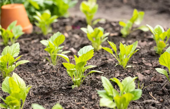 Aromatische Gartengestaltung mit Gemüse und Kräutern