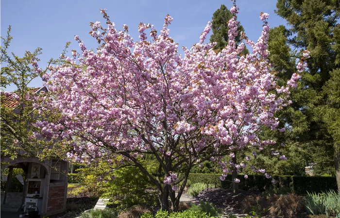 Eine Zierkirsche als fernöstliches Highlight im eigenen Garten