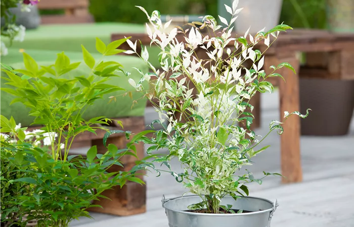 Bambus pflegen und Garten und Balkon verschönern Bambus pflegen und Garten und Balkon verschönern