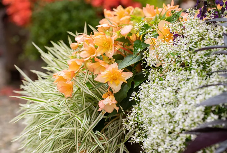 Begonia SUMMERWINGS™ 'Vanilla Elegance'