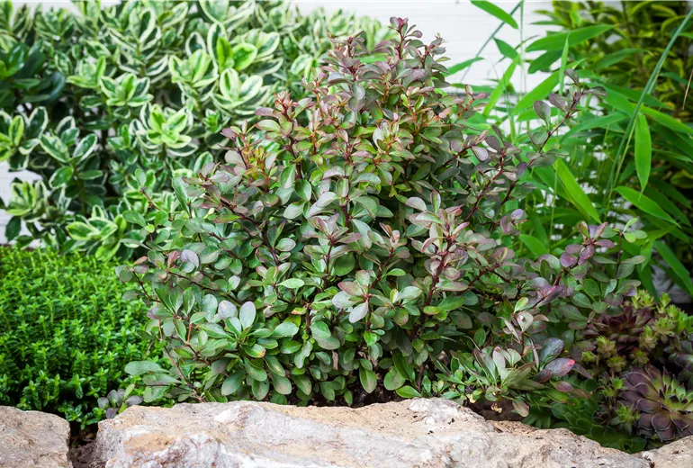 Berberis thunbergii 'Atropurpurea Nana'